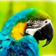 Perroquet-detenteurs-oiseaux