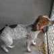Type  Beagle -  Jag terrier